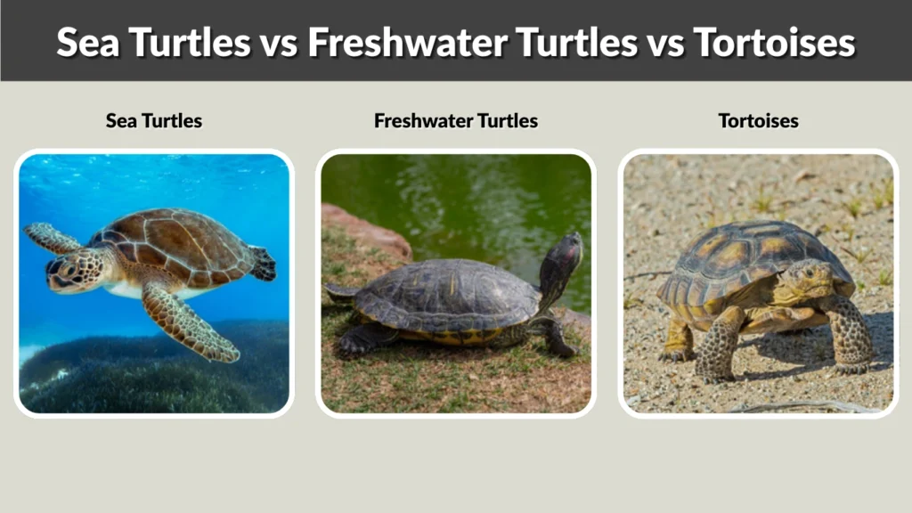 Sea Turtles vs Freshwater Turtles vs Tortoises