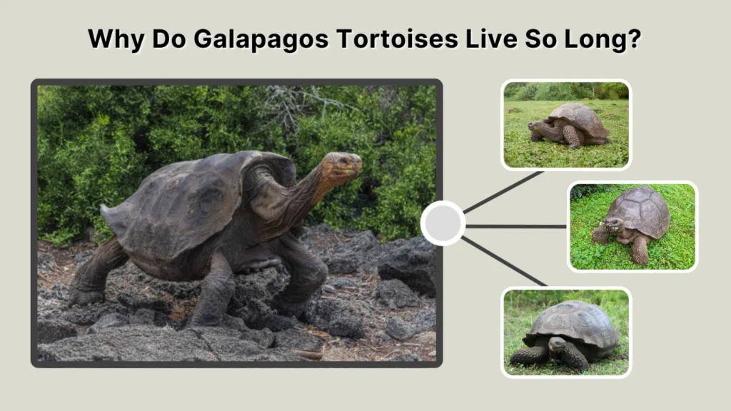 Why Do Galapagos Tortoises Live So Long