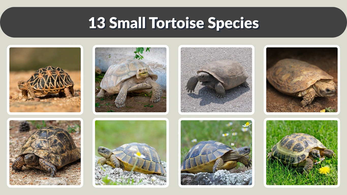 13 Small Tortoise Species Identification with Pictures & Name