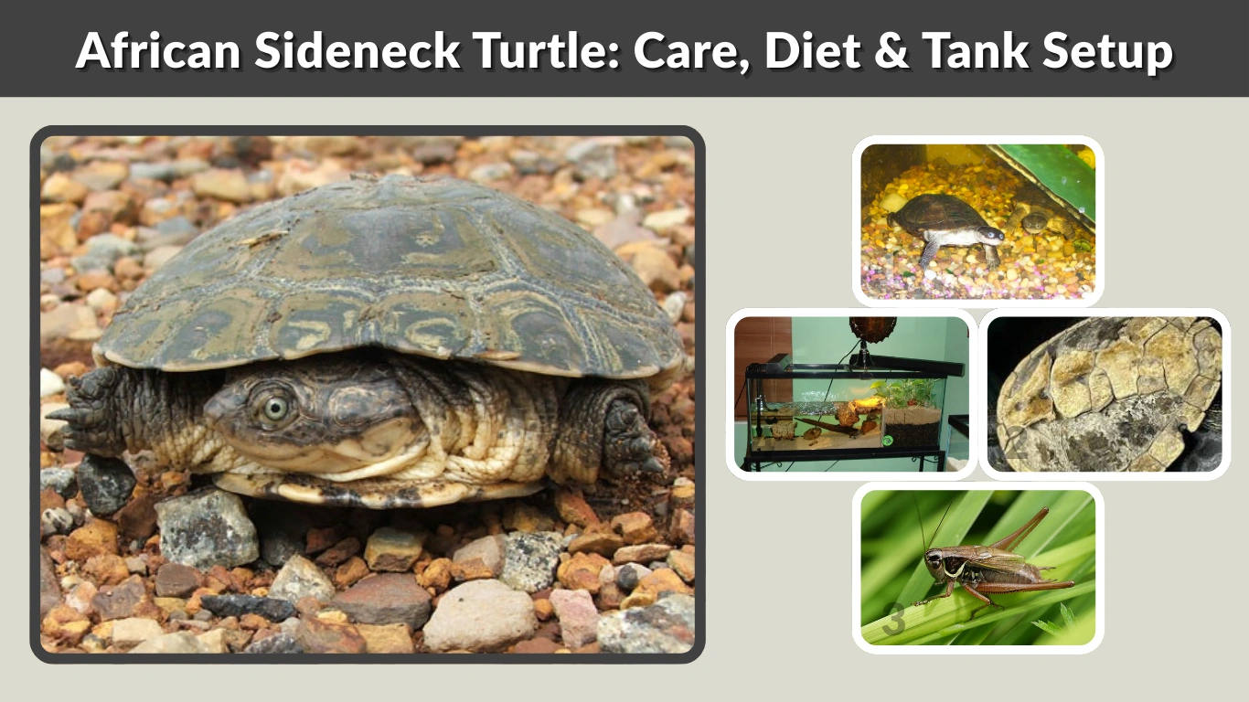 African Sideneck Turtle Care, Diet & Tank Setup