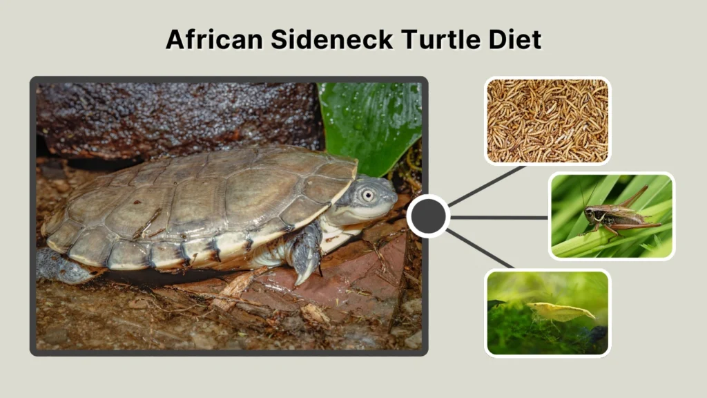 African Sideneck Turtle Diet