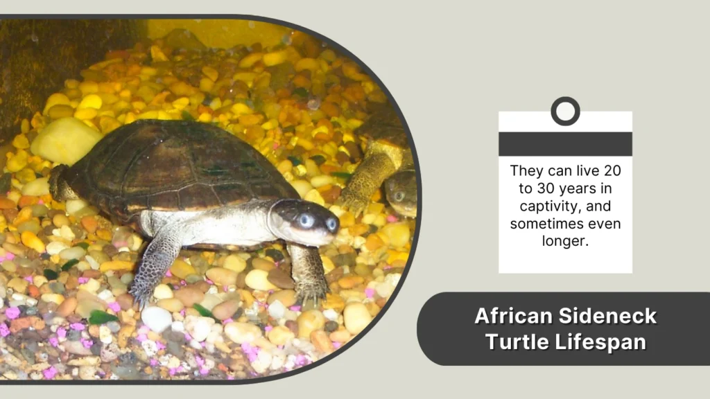 African Sideneck Turtle Lifespan
