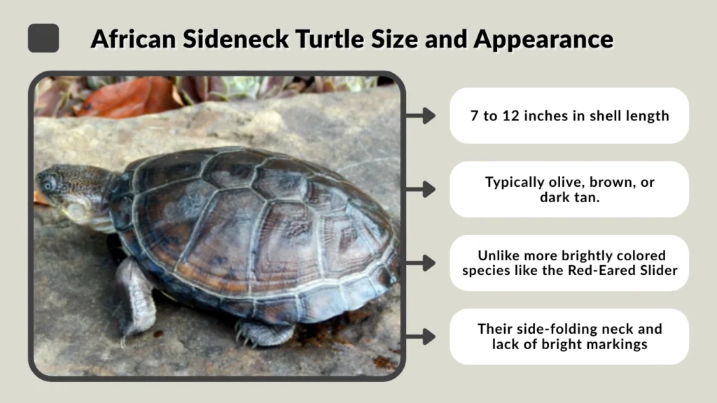 African Sideneck Turtle Size and Appearance
