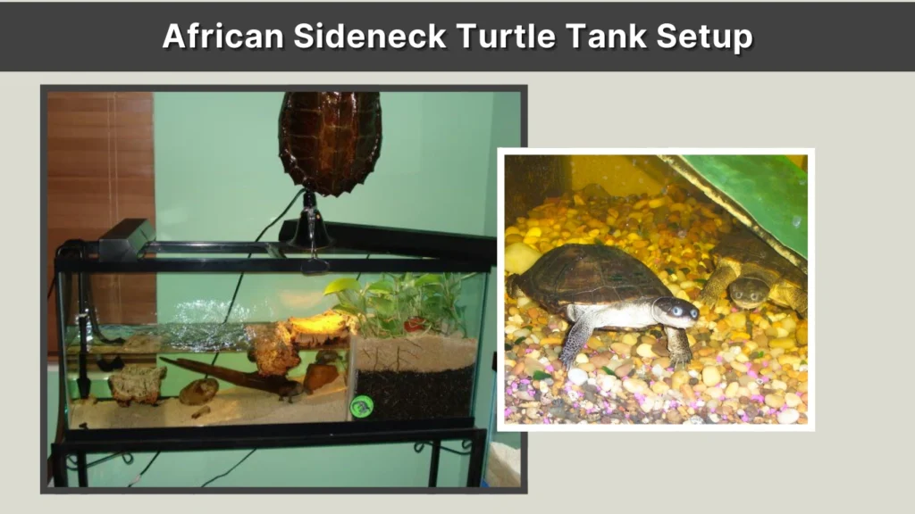African Sideneck Turtle Tank Setup