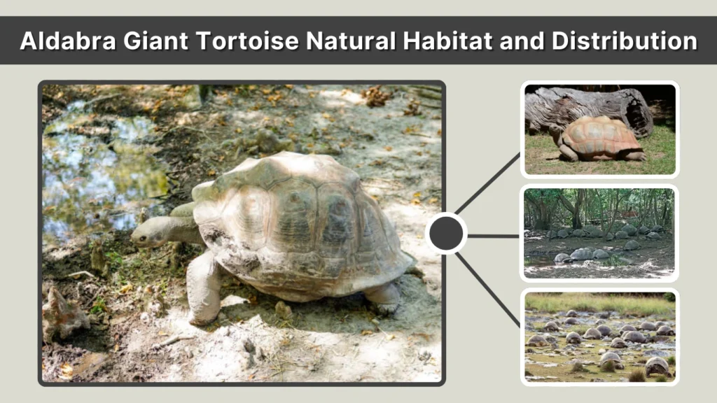 Aldabra Giant Tortoise Natural Habitat and Distribution