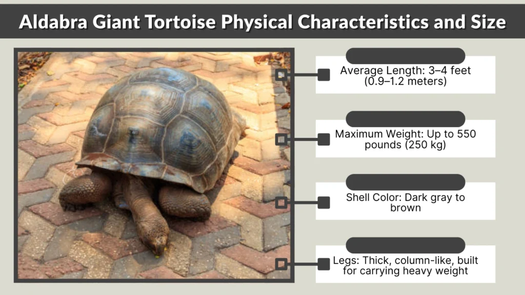 Aldabra Giant Tortoise Physical Characteristics and Size