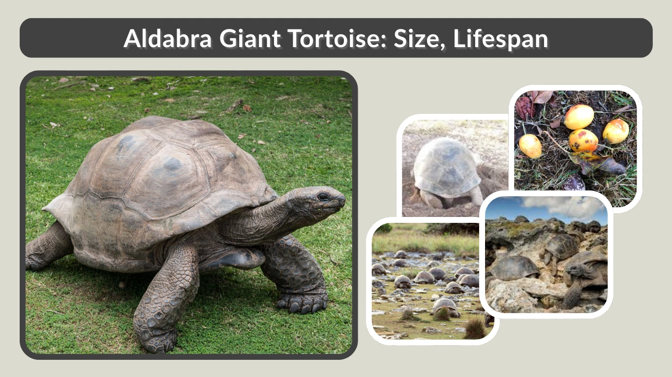 Aldabra Giant Tortoise Size, Lifespan, Habitat & Facts