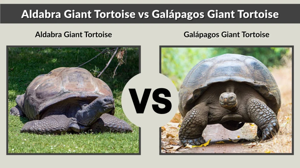 Aldabra Giant Tortoise vs Galápagos Giant Tortoise