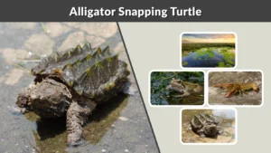Alligator Snapping Turtle Facts, Habitat, Size, and Behavior