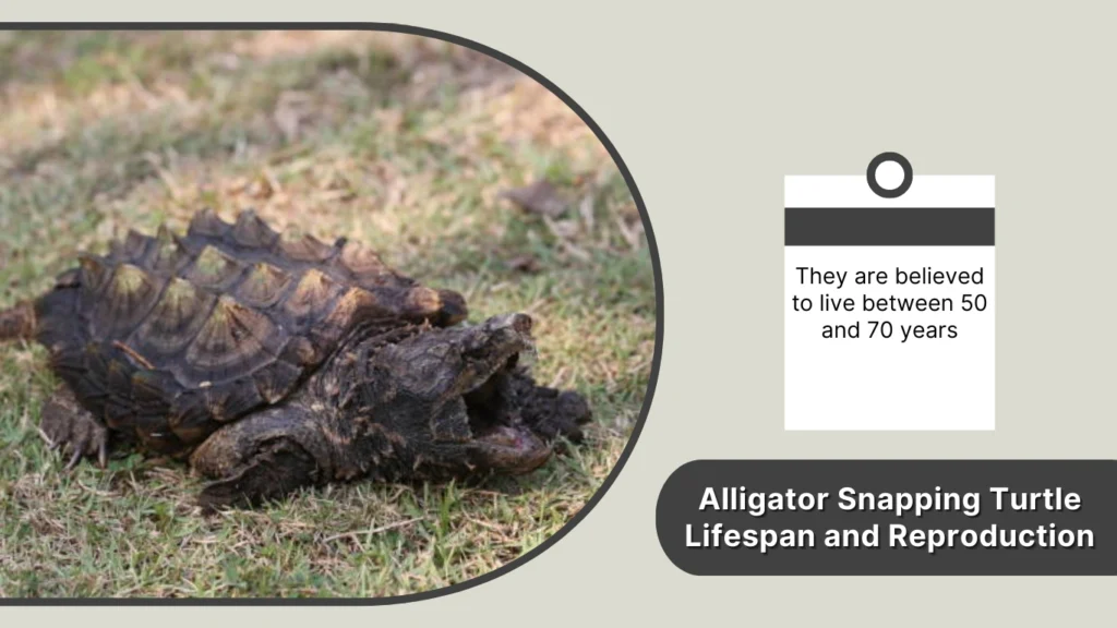 Alligator Snapping Turtle Lifespan and Reproduction