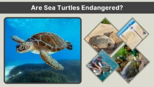 Are Sea Turtles Endangered Status, Threats, and Protection