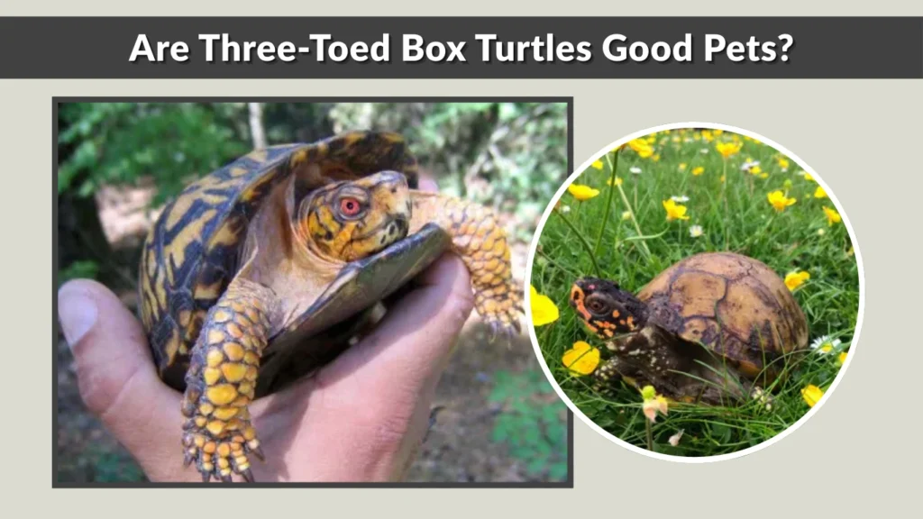 Are Three-Toed Box Turtles Good Pets