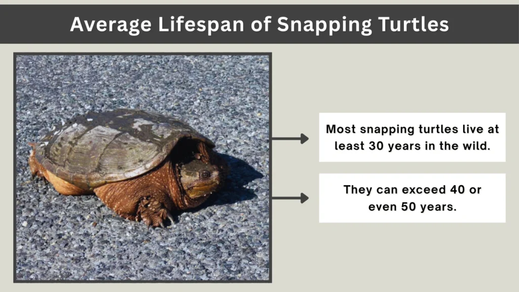 Average Lifespan of Snapping Turtles