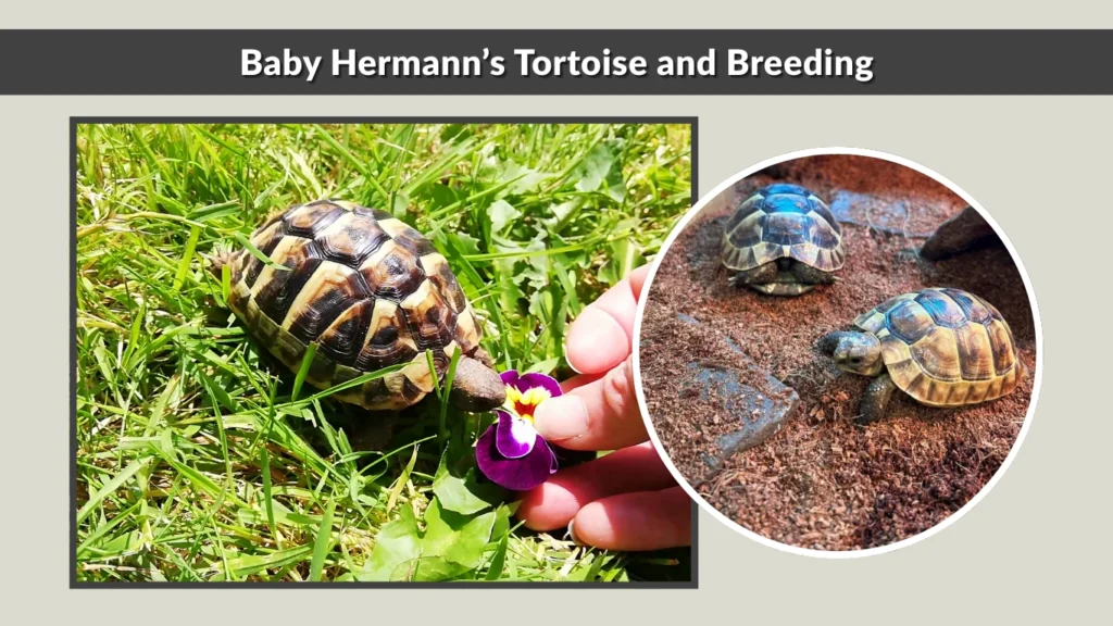 Baby Hermann’s Tortoise and Breeding