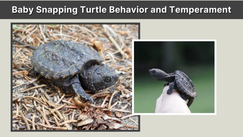 Baby Snapping Turtle Behavior and Temperament