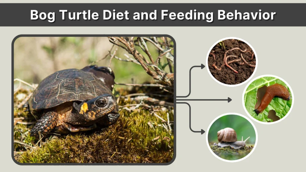 Bog Turtle Diet and Feeding Behavior