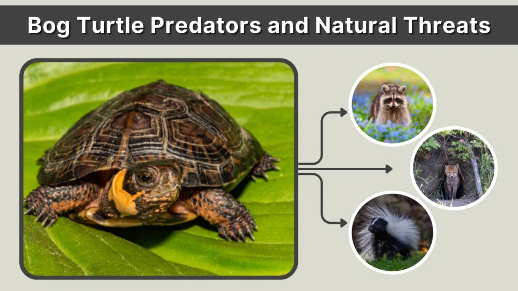 Bog Turtle Predators and Natural Threats