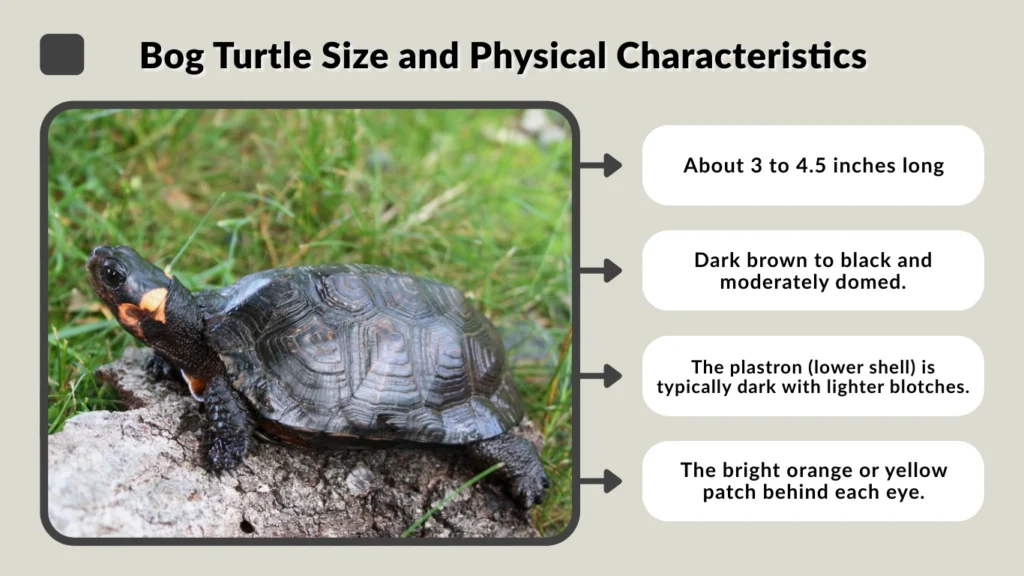 Bog Turtle Size and Physical Characteristics