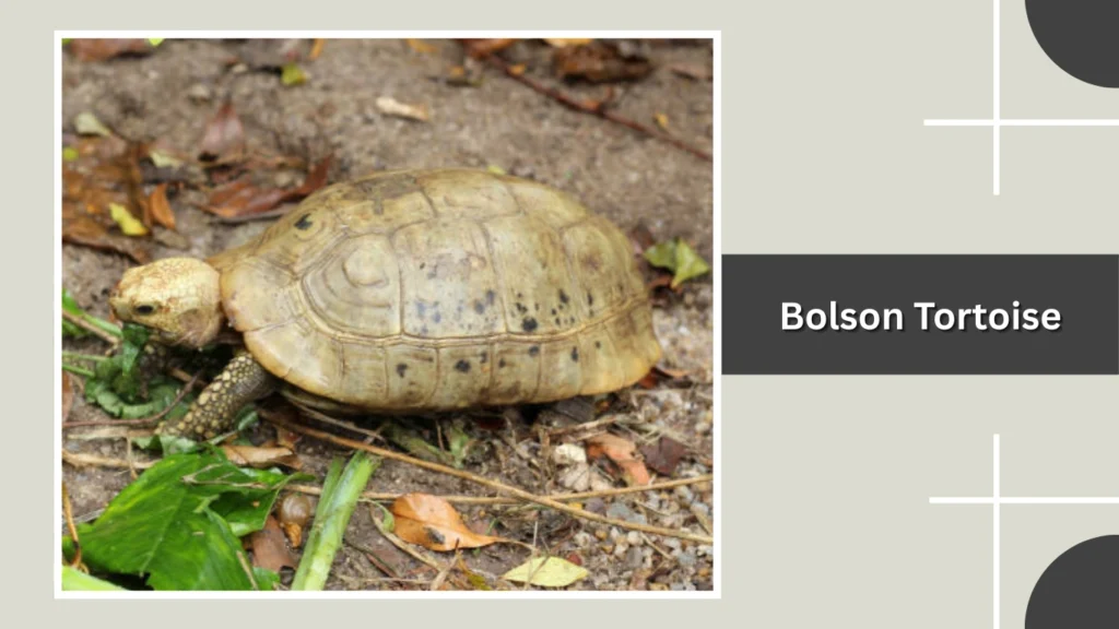 Bolson Tortoise