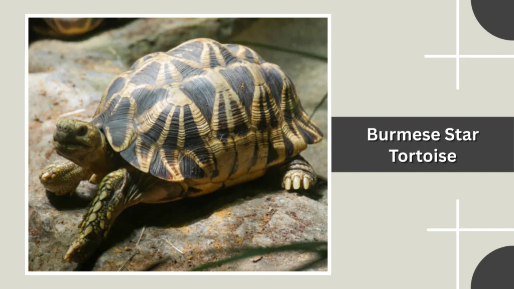 Burmese Star Tortoise