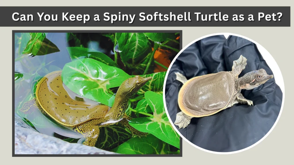 Can You Keep a Spiny Softshell Turtle as a Pet