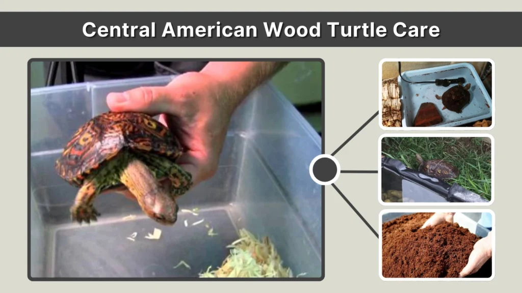 Central American Wood Turtle Care