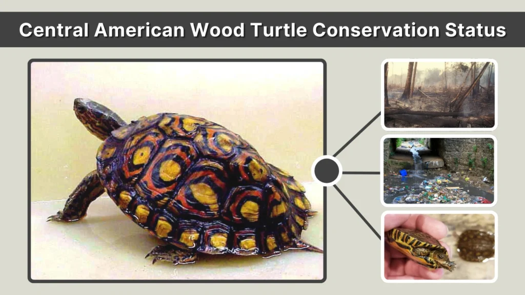 Central American Wood Turtle Conservation Status