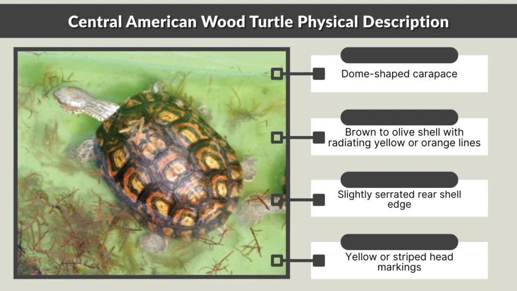 Central American Wood Turtle Physical Description