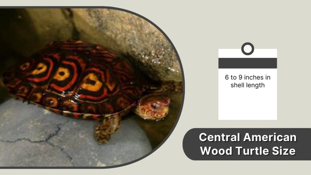 Central American Wood Turtle Size