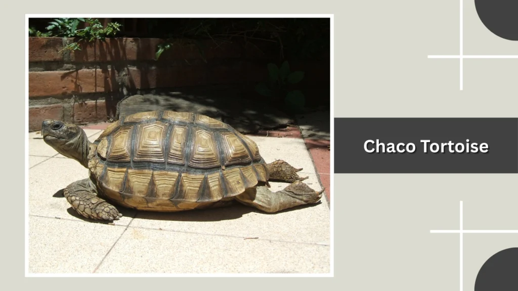 Chaco Tortoise