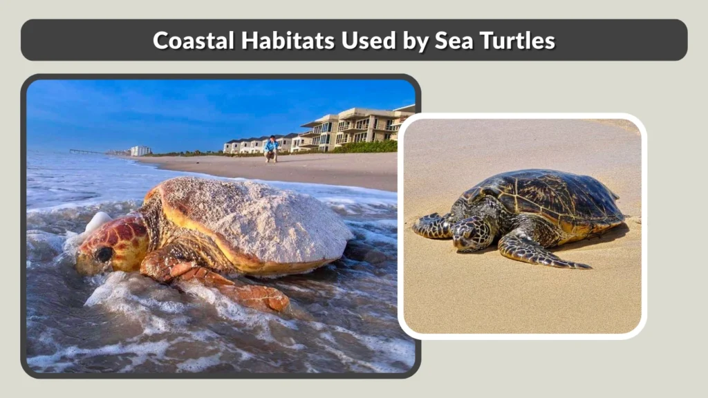 Coastal Habitats Used by Sea Turtles