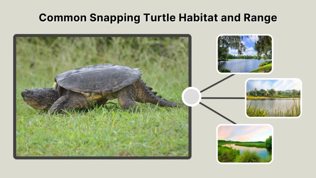 Common Snapping Turtle Habitat and Range