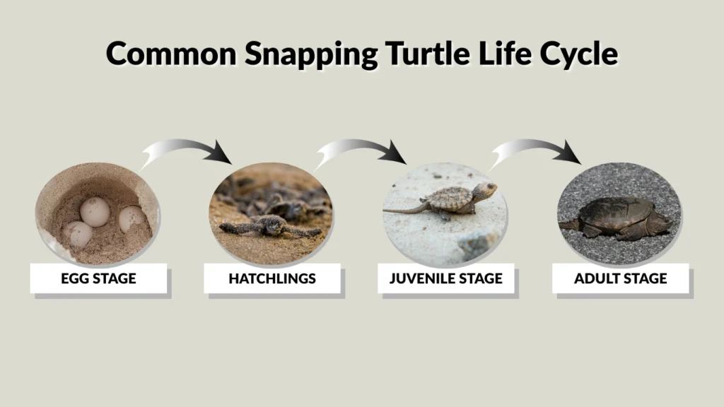 Common Snapping Turtle Life Cycle