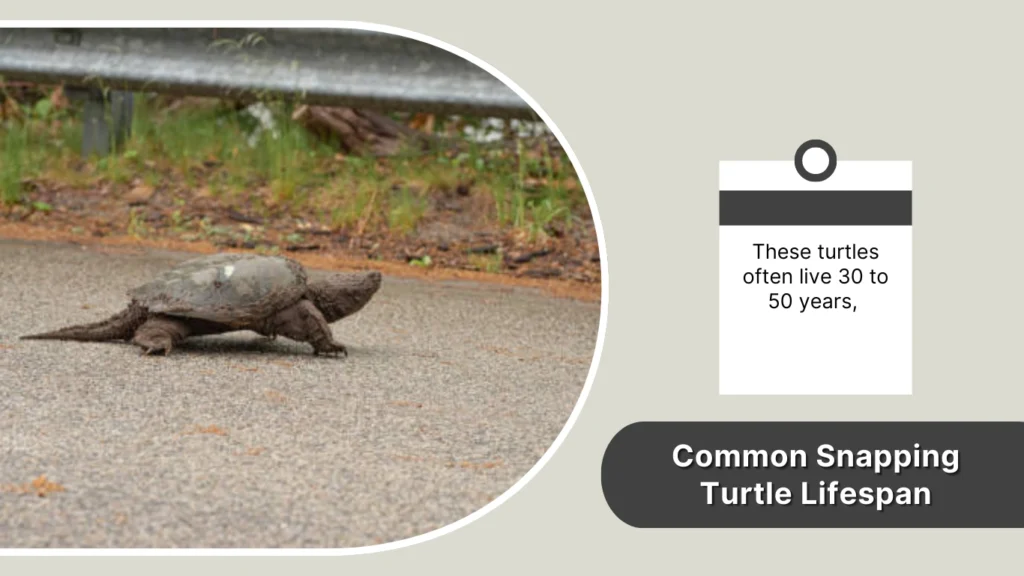 Common Snapping Turtle Lifespan