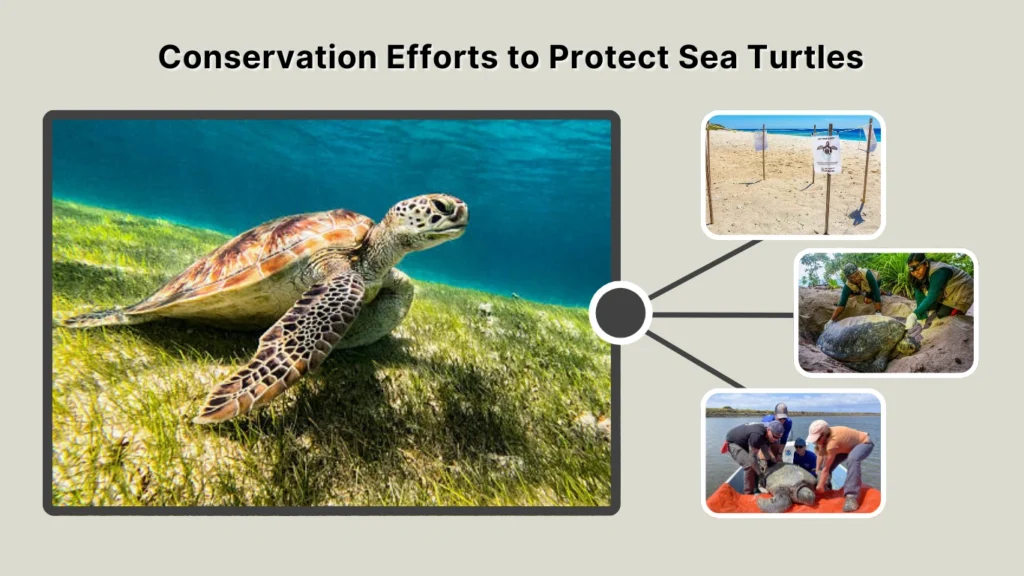 Conservation Efforts to Protect Sea Turtles