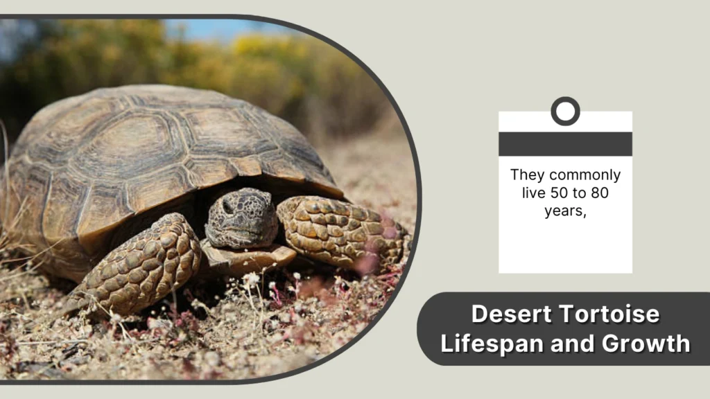 Desert Tortoise Lifespan and Growth