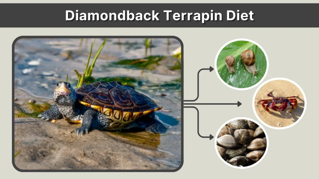 Diamondback Terrapin Diet