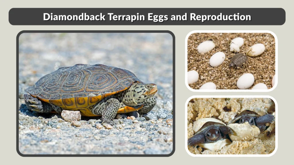 Diamondback Terrapin Eggs and Reproduction