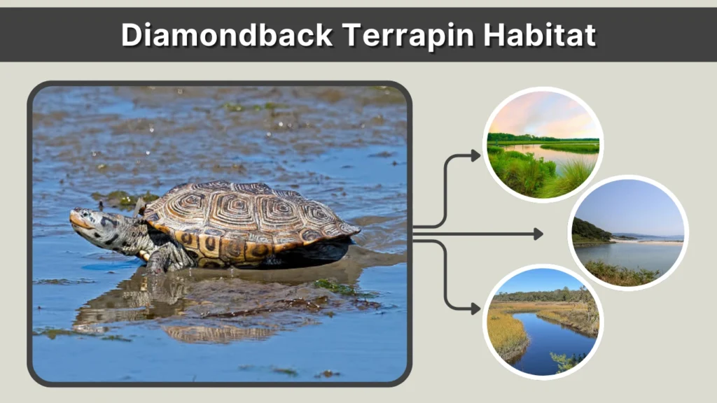 Diamondback Terrapin Habitat