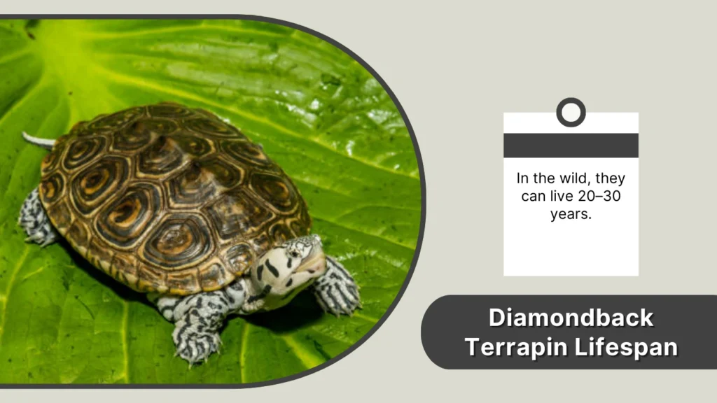 Diamondback Terrapin Lifespan