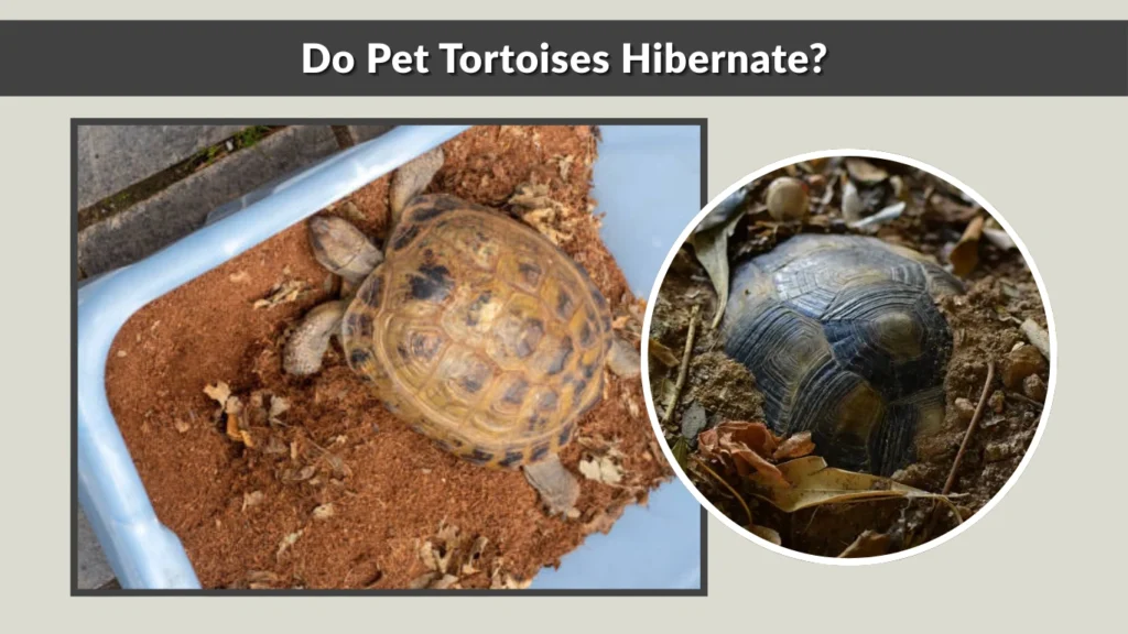 Do Pet Tortoises Hibernate