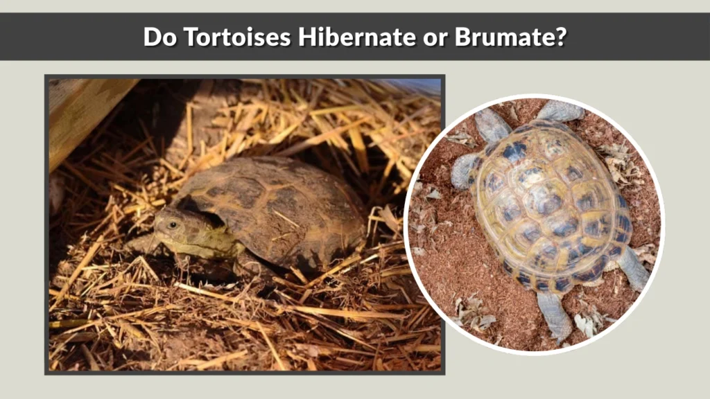 Do Tortoises Hibernate or Brumate