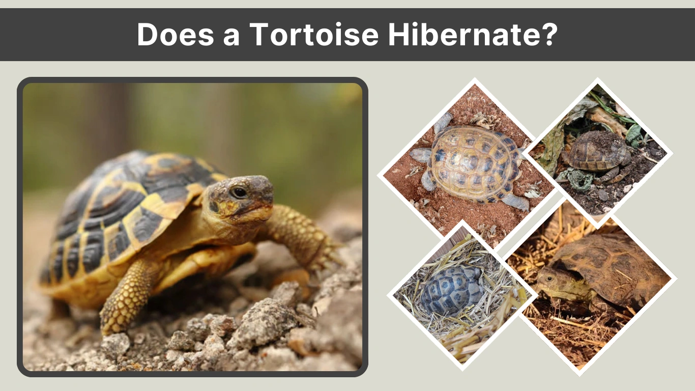 Does a Tortoise Hibernate Everything You Need to Know