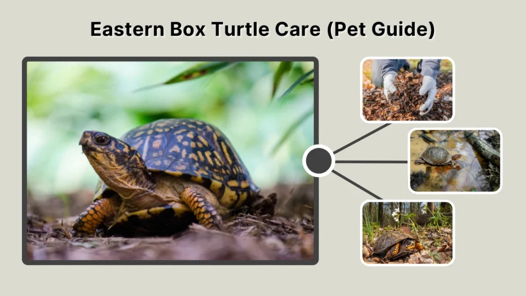 Eastern Box Turtle Care (Pet Guide)
