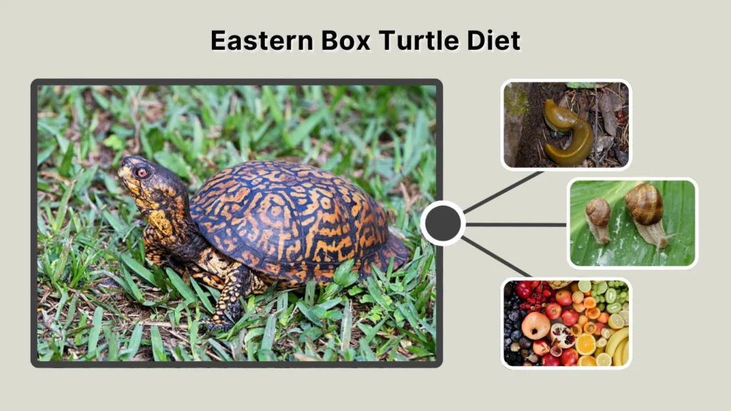 Eastern Box Turtle Diet