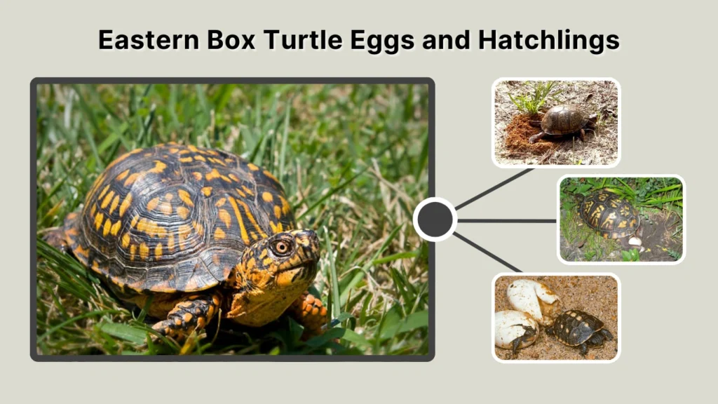 Eastern Box Turtle Eggs and Hatchlings