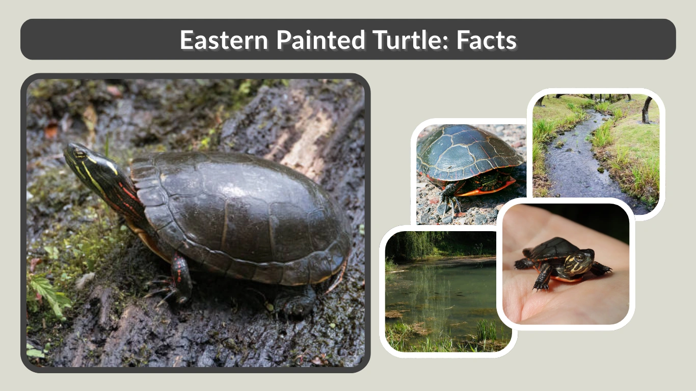 Eastern Painted Turtle Facts, Habitat & Care Guide