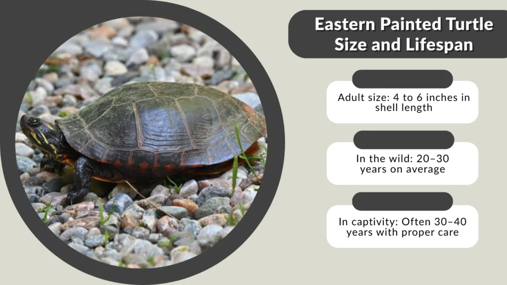 Eastern Painted Turtle Size and Lifespan