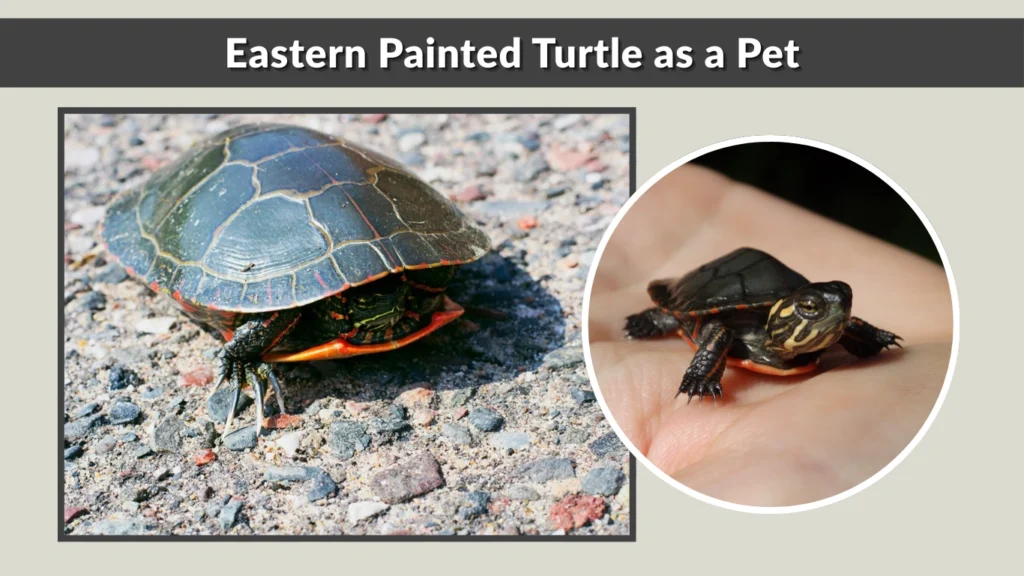 Eastern Painted Turtle as a Pet