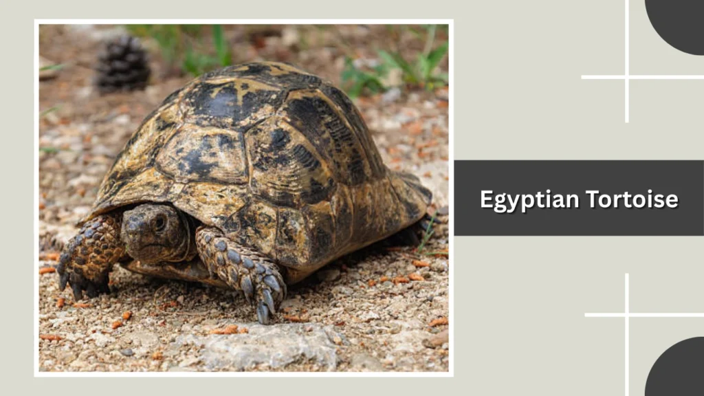 Egyptian Tortoise